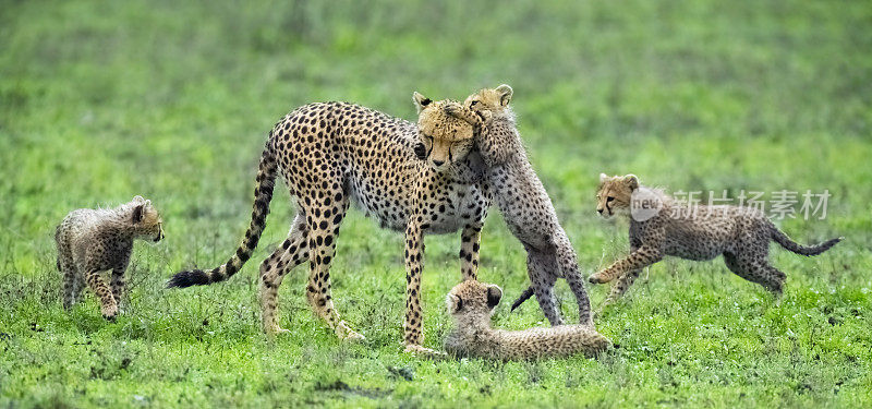 猎豹妈妈与幼崽玩耍