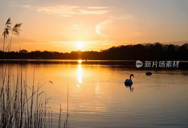 天鹅湖