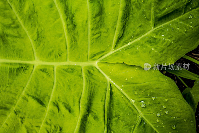 大象耳朵上的水滴。