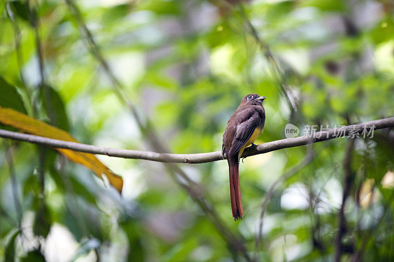 黑喉或黄腹的特龙单独在树木覆盖，科尔科瓦多国家公园，哥斯达黎加