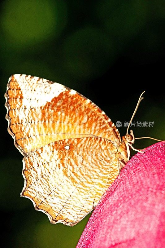 蝴蝶从喂食器里喝汁液。