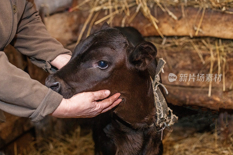 可爱的小牛站在村庄的木谷仓里。奶牛站在干草旁边。谷仓和干草。