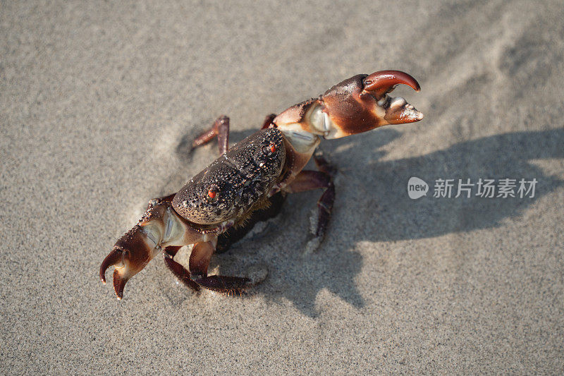 螃蟹走在白色的沙滩上走到海里，在沙滩上，在海边，早上，螃蟹生活在沙滩上。