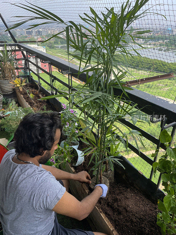 特写图片中，印度男子戴着一只园艺手套，在住宅阳台的木槽中种植一棵棕榈树，里面装满了泥土和堆肥，还有防鸽子网