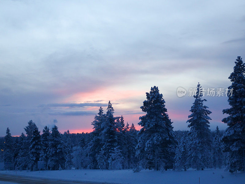 在拉普兰，美丽的夕阳落在积雪覆盖的冷杉上。