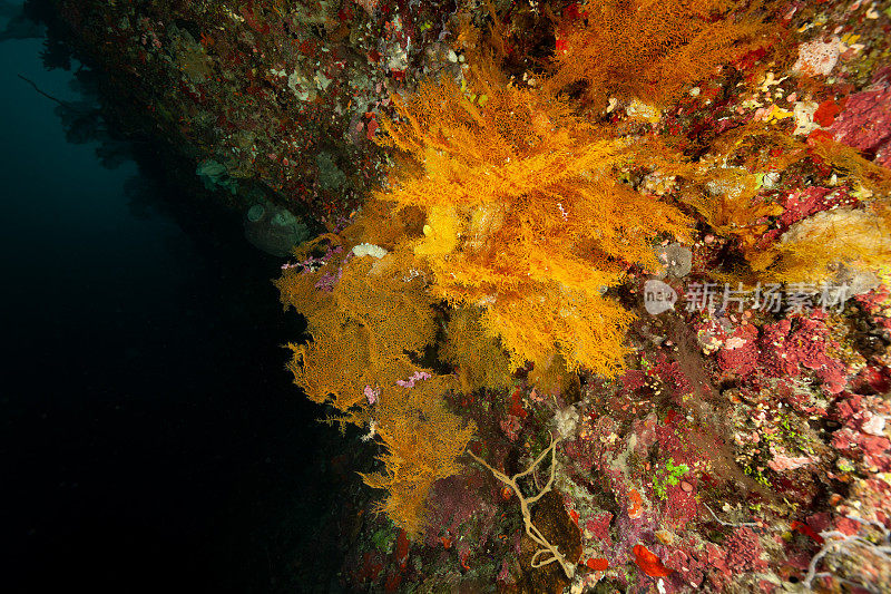 典型的黑珊瑚栖息地，悬在25米深的地方，帕劳，密克罗尼西亚