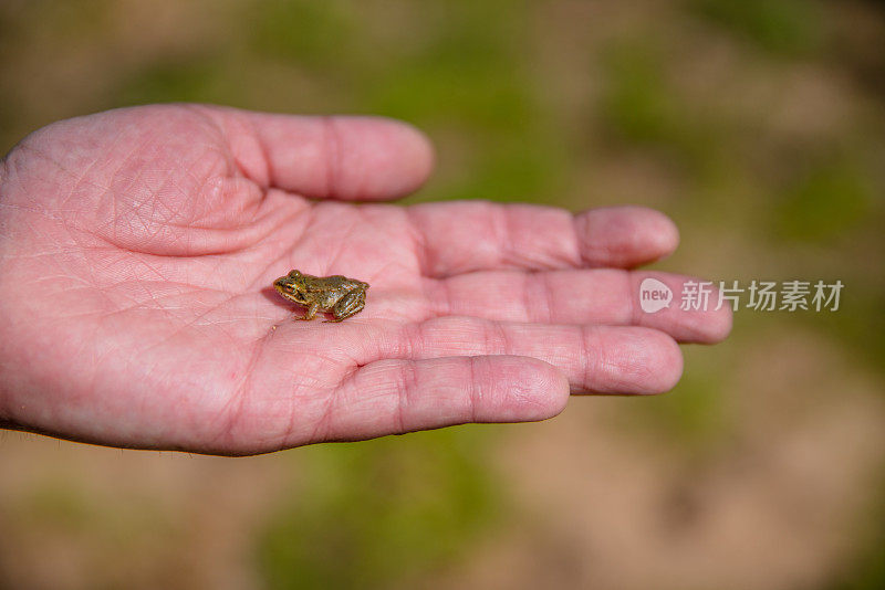 可爱的微型青蛙在人的手中