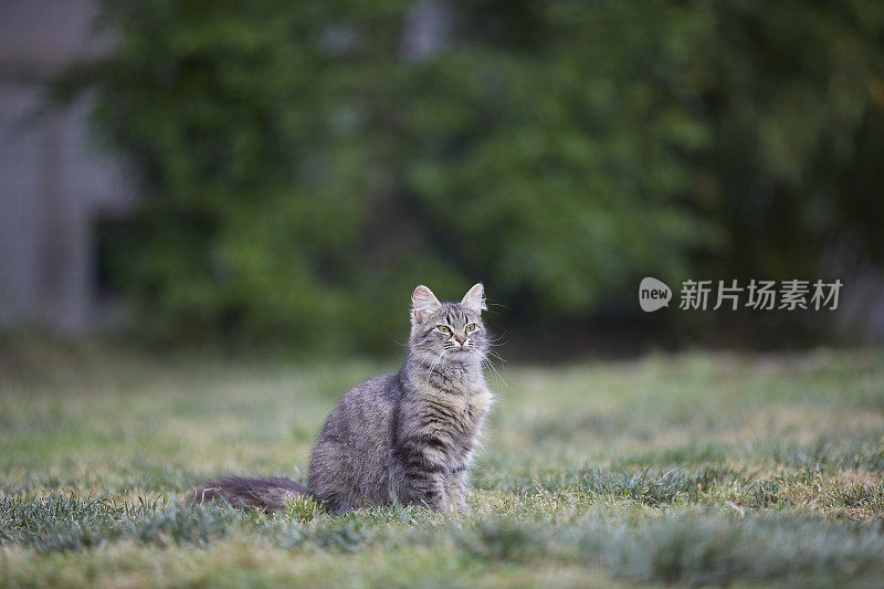 流浪猫坐在街上