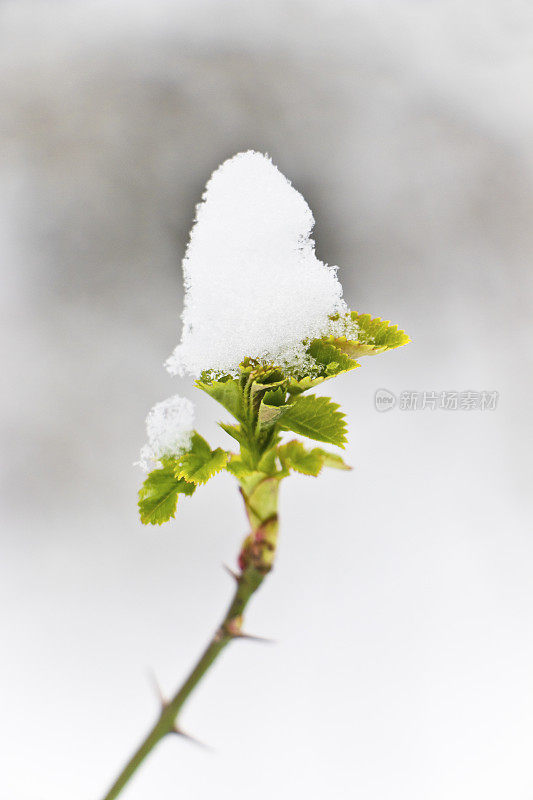 玫瑰花瓣被雪覆盖