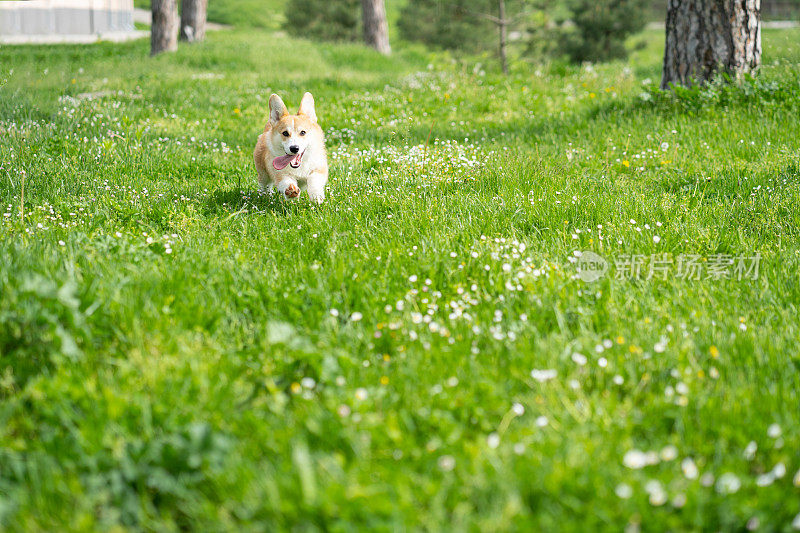 一只彭布罗克威尔士柯基狗在春天的草地上快乐地奔跑