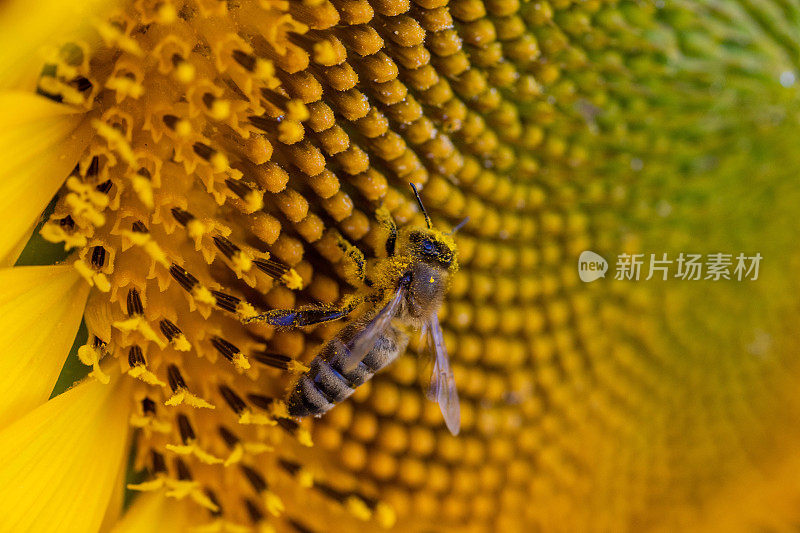 微距镜头下蜜蜂被花粉覆盖
