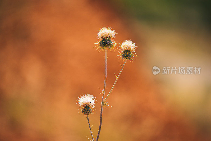 选择性聚焦于峡谷地的花朵