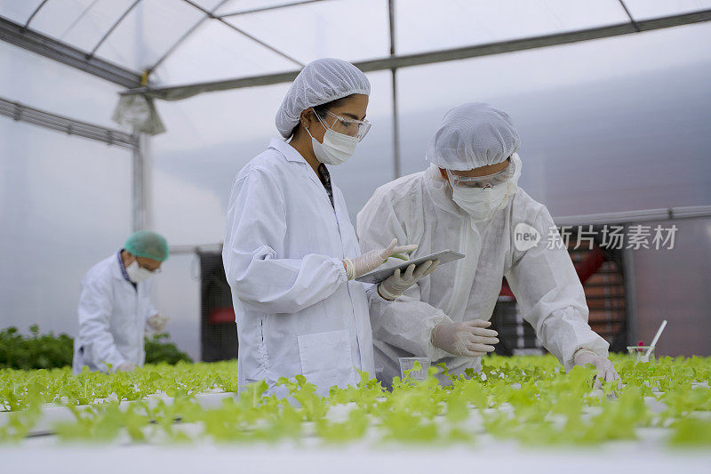 企业家在水培农场工作。温室中形成的蔬菜。