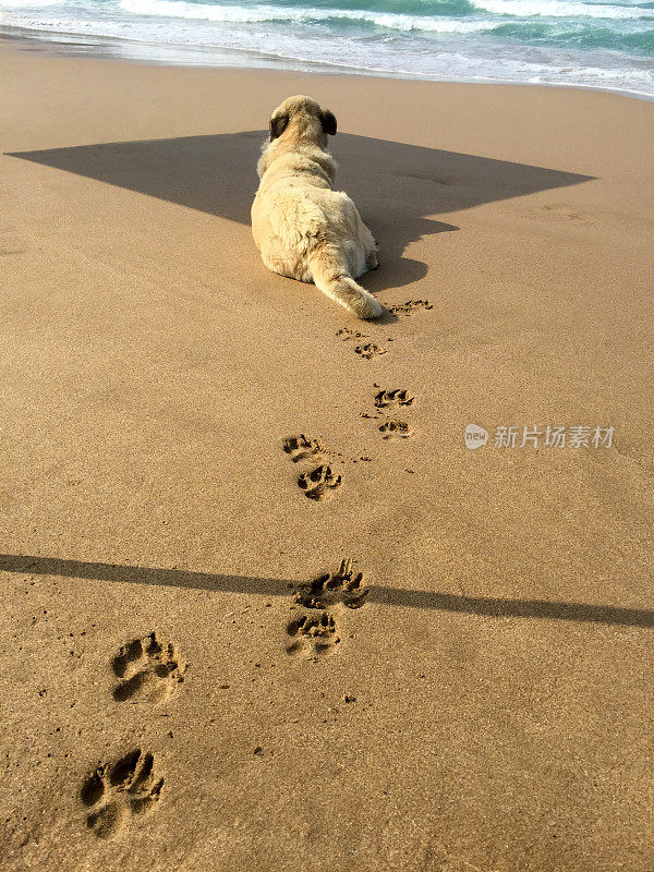 狗狗躺在沙滩上留下了脚印