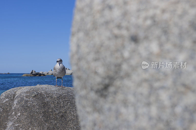 科西嘉岛海岸拉维奇群岛岩石上的海鸥