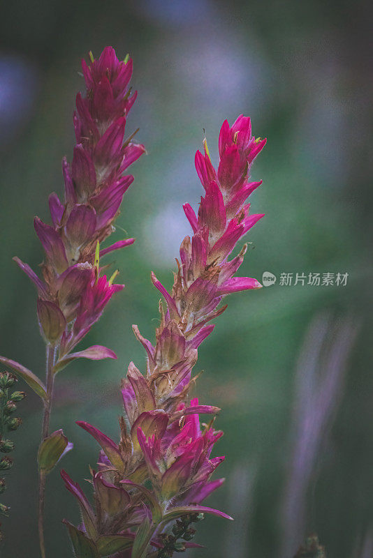 高山花朵