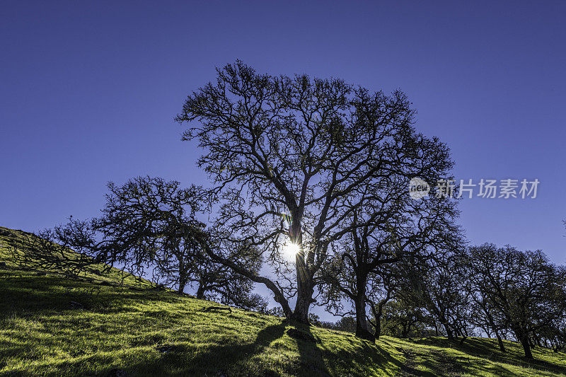 橡树的枝头洒满了阳光。Pepperwood自然保护区;圣罗莎;加州的索诺玛县。俄勒冈橡树和蓝橡树杂交种，栎属。