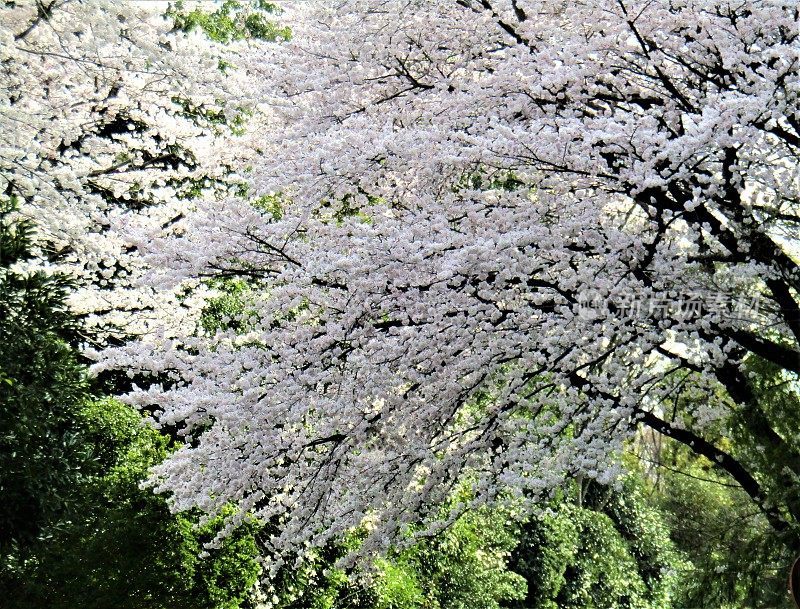 日本。3月底。到处都是樱花。