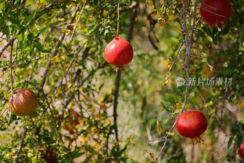树上成熟的红石榴的特写。在农业上种植石榴。石榴树，果实成熟。