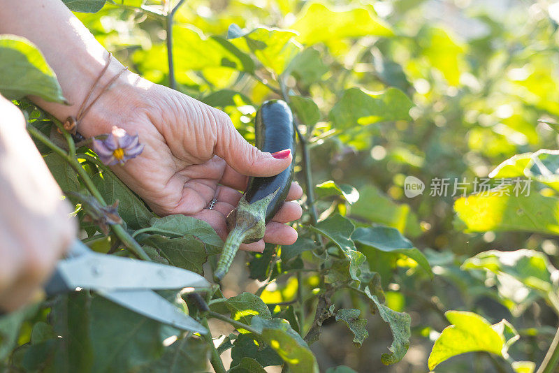 妇女的手正从爱好菜园中割着茄子，横着仍聚焦于前景