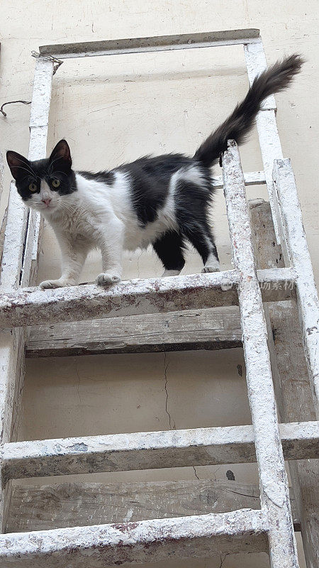 摩洛哥拉巴特，猫爬上梯子