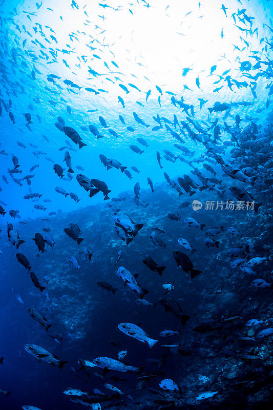 密克罗尼西亚的帕劳著名礁蓝角附近，巨大的黑白鲷鱼群