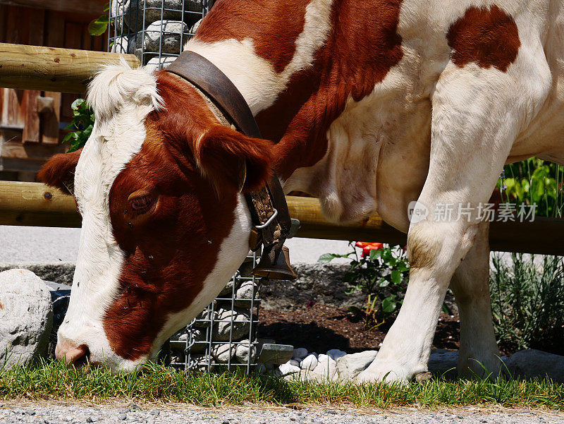 在奥地利的一个村庄里，棕色和白色的奶牛正在吃草