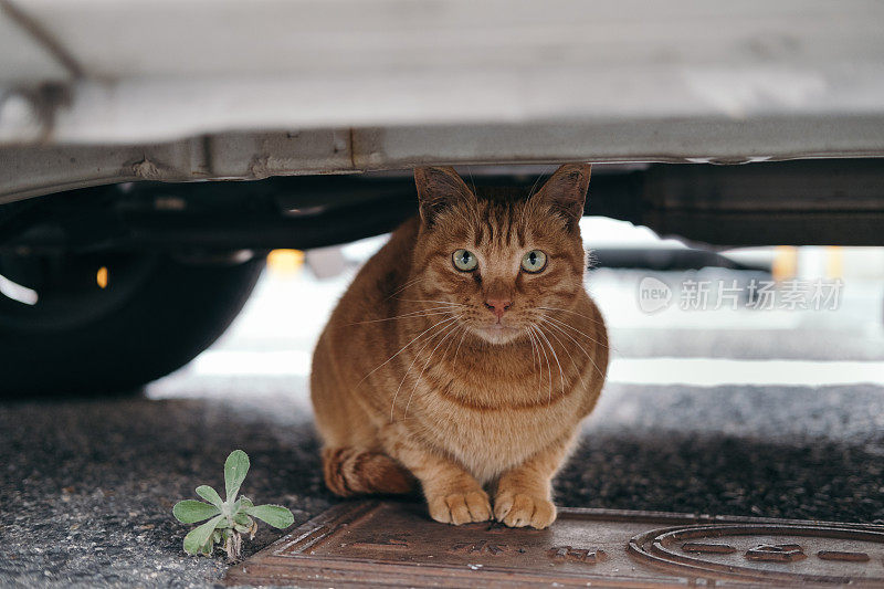 橙色的虎斑猫躲在车底下