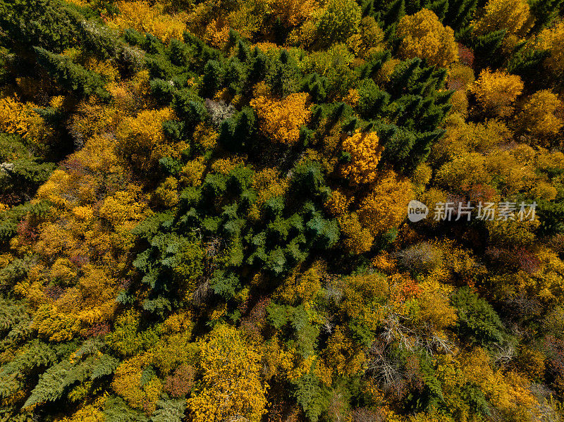 加拿大魁北克省秋季多色北方森林和劳伦山景观鸟瞰图