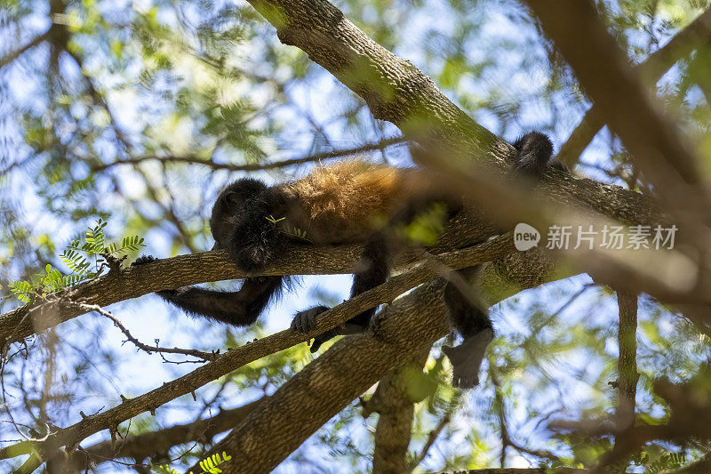 哥斯达黎加树梢上的吼猴