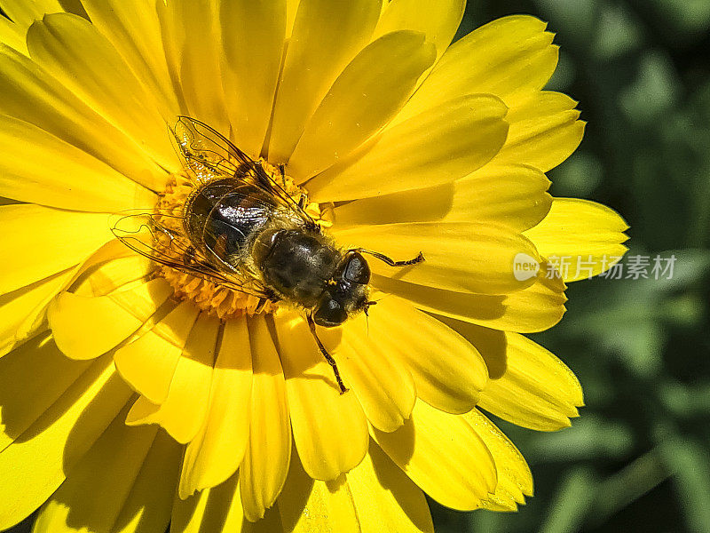 单罐金盏花与蜜蜂的特写