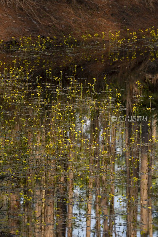漂浮在森林池塘上的黄藻，倒影着高大的树木和蓝色的天空