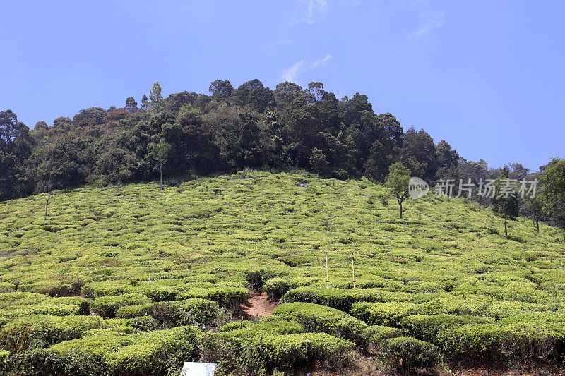 茶园景观春光明媚