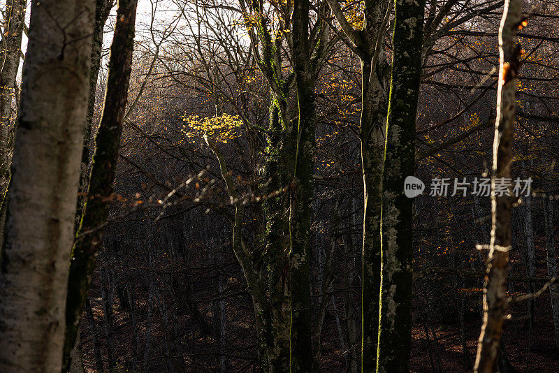落叶林的冬天:山毛榉树