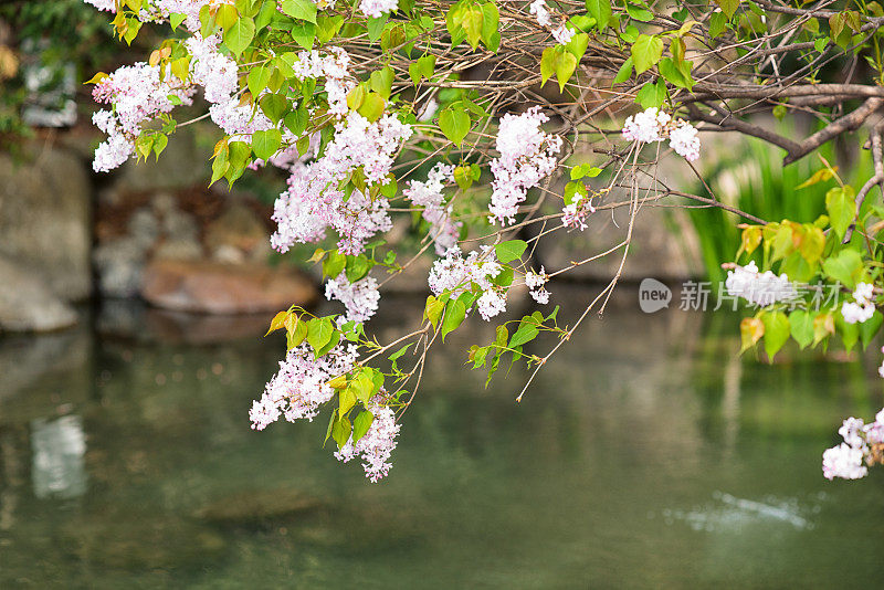 春暖花开