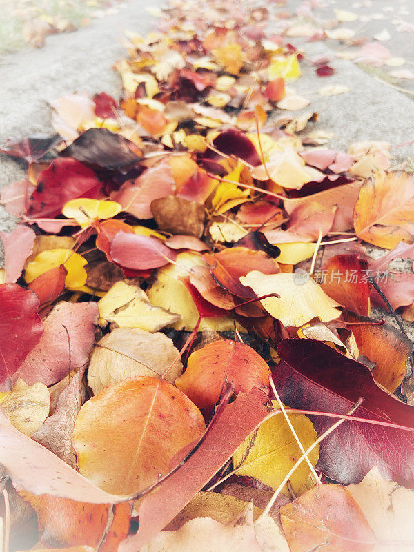地上飘落的秋叶