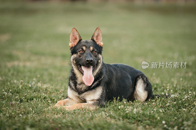 躺在户外的年轻德国牧羊犬