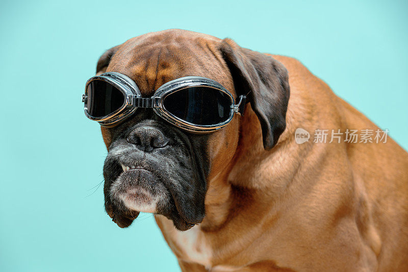 戴着谷歌眼镜的拳师犬的特写肖像。