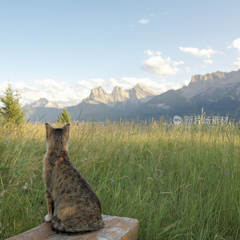 猫看山的风景