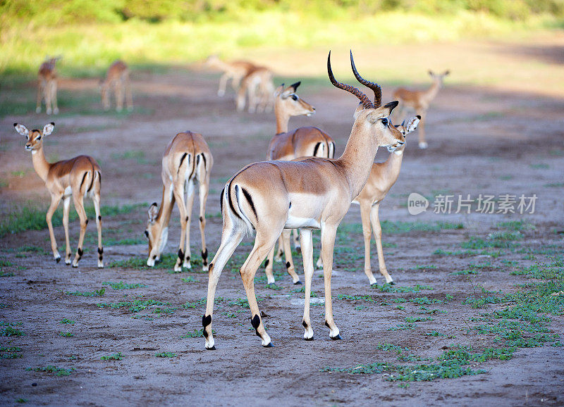 非洲马拉维马吉特野生动物保护区的黑斑羚家族
