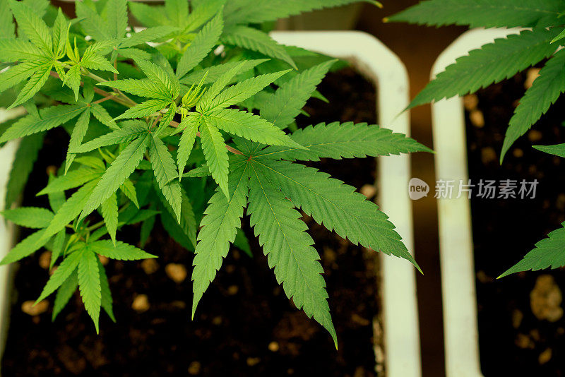 满足大麻植物种植效果的疗效室内农场。