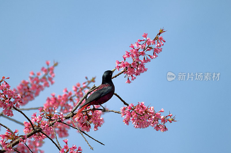 黄鹂鸟:成年雄性栗色黄鹂(黄鹂)。