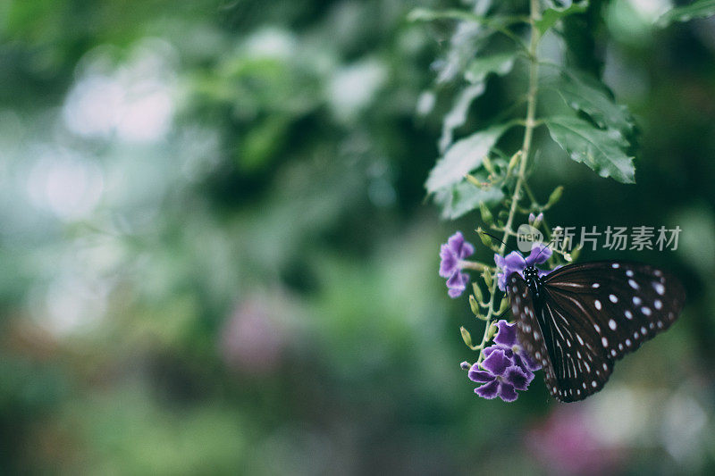 一只蝴蝶栖息在植物上