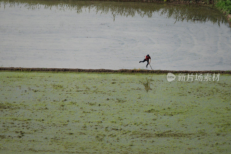 从上方俯瞰Çorum地区Osmancık水田的灌溉景观。