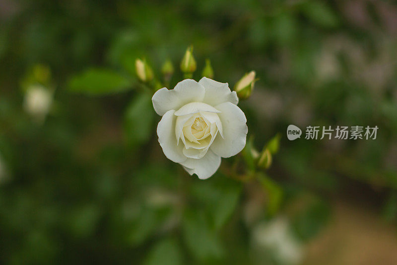 白玫瑰背景。夏天的花园。园艺