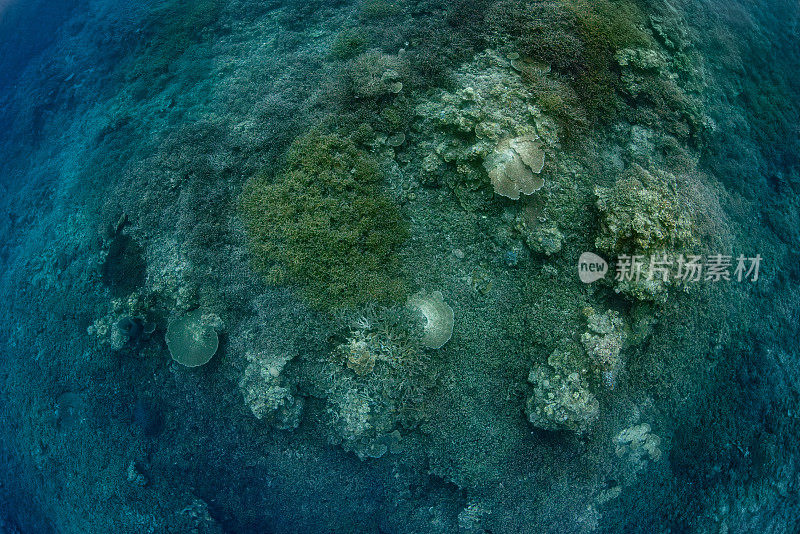 印尼班达附近的原始阿克罗普拉珊瑚礁的鱼眼景观