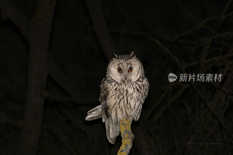 夜里的长耳猫头鹰