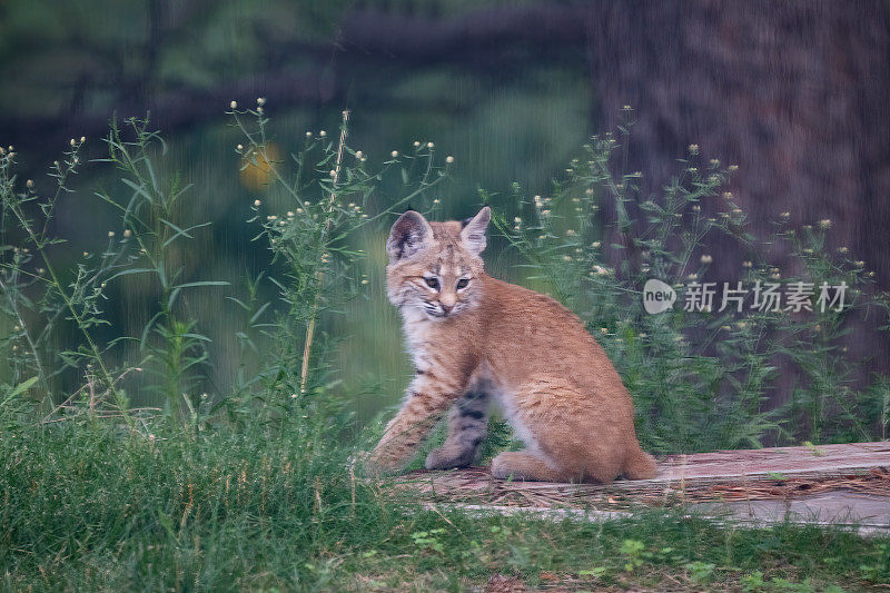 在美国西部的北美科罗拉多州，色彩斑斓的山猫(红猞猁)小猫在捕猎田鼠和玩耍