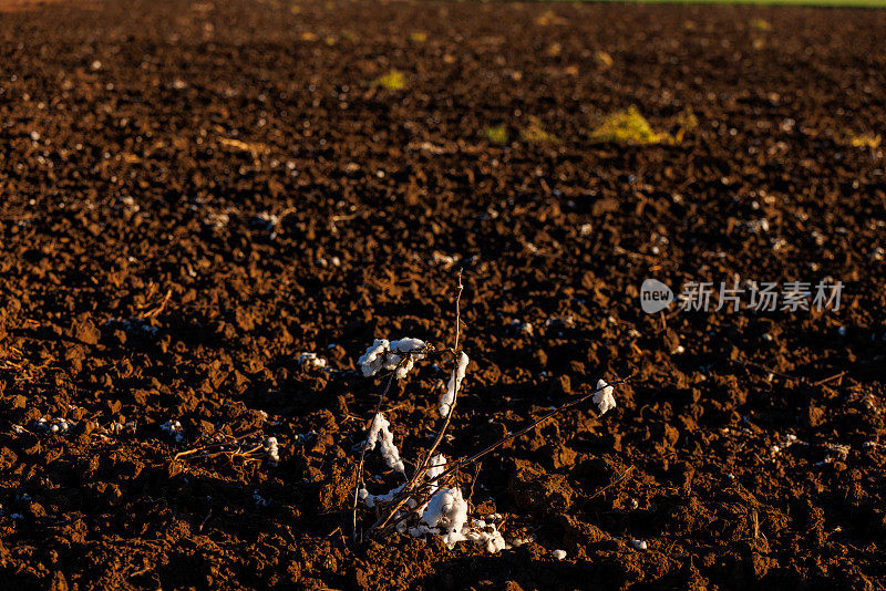 棉花种植