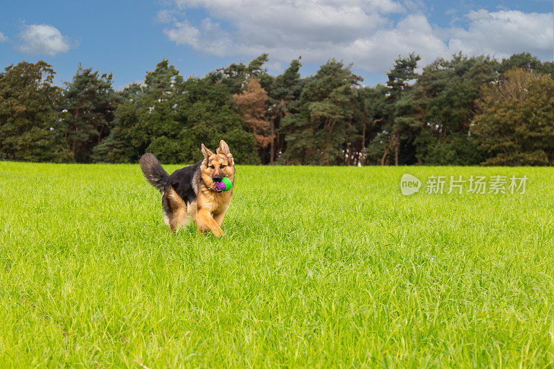 在夏日里，一只美丽的年轻德国牧羊犬叼着她的球，在空旷的田野里自由地奔跑。